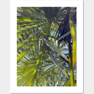 Palm Tree in Spring Posters and Art